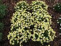 Maderia Crested Primrose / Argyranthemum frutescens 